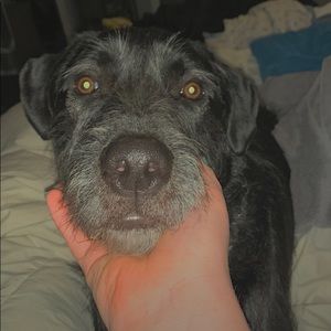 Meet your Posher, Lily